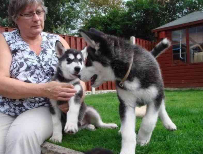 štěňátka sibiřského huskyho k adopci - foto 1