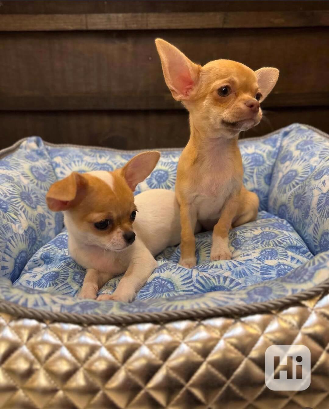 Okouzlující štěňátka čivavy k adopci.  - foto 1