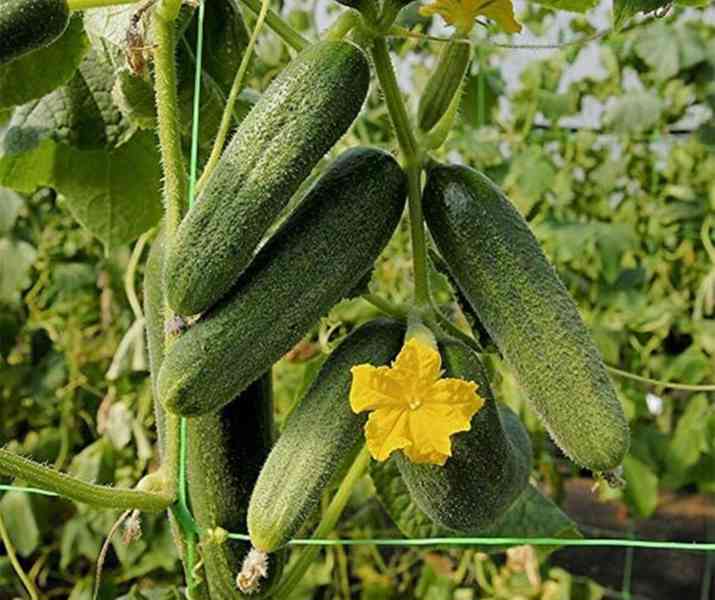 Okurka nakládačka Amelia F1 - semena - foto 1