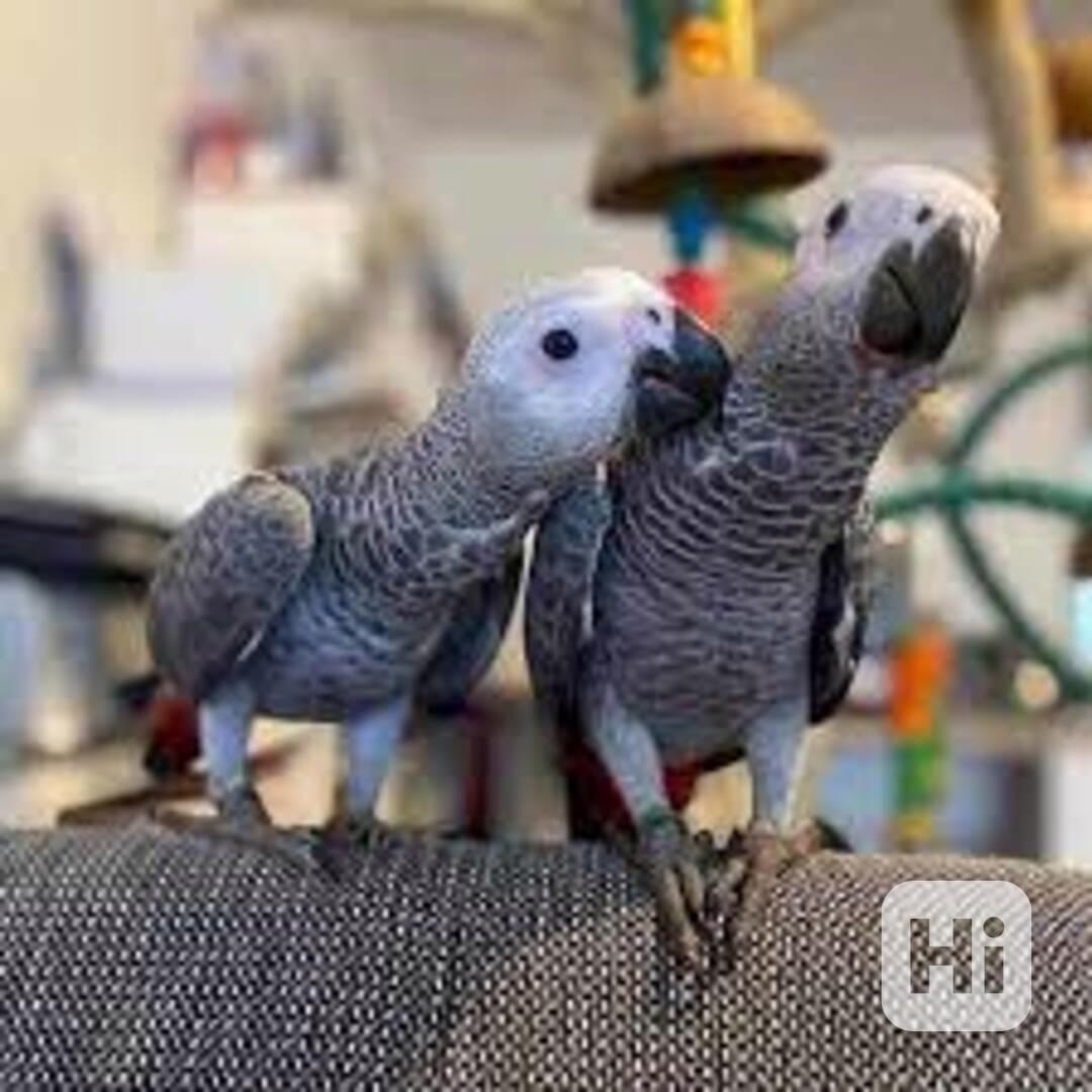 K dispozici jsou zdraví afričtí šedí papoušci - foto 1