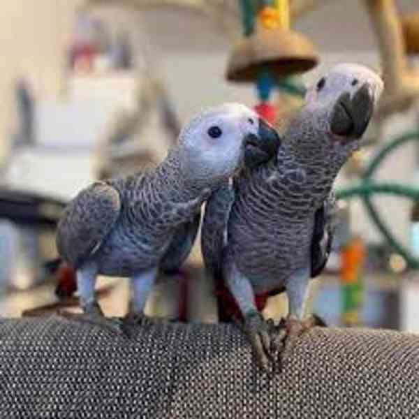 K dispozici jsou zdraví afričtí šedí papoušci