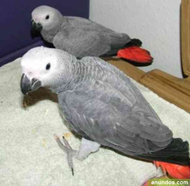 K dispozici jsou zdraví afričtí šedí papoušci - foto 2