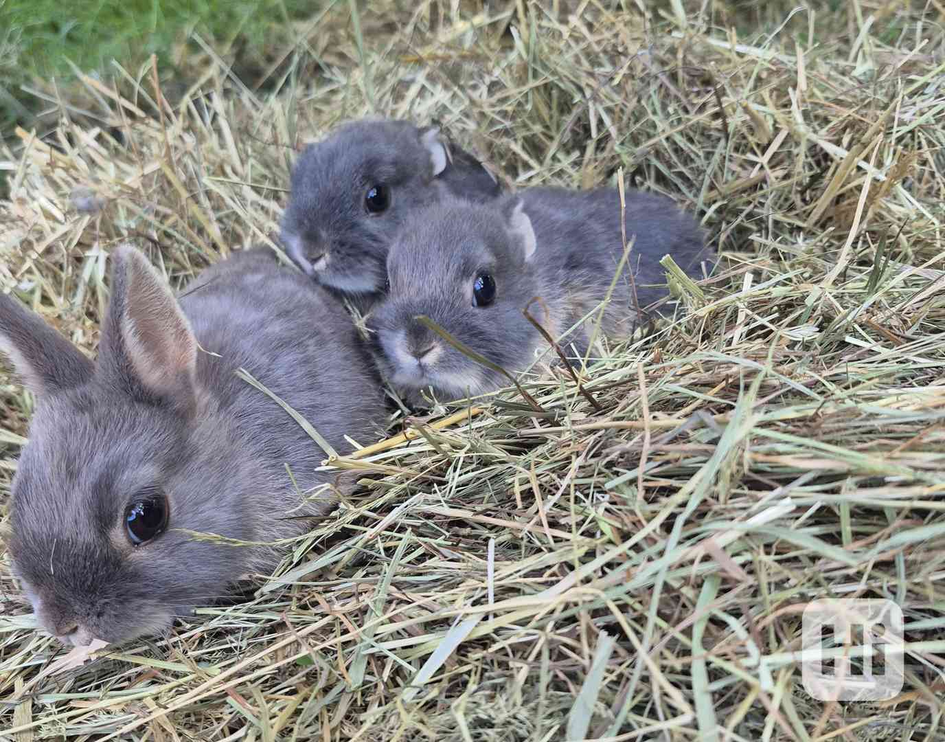 Bilopesikatý modrý králík  - foto 1