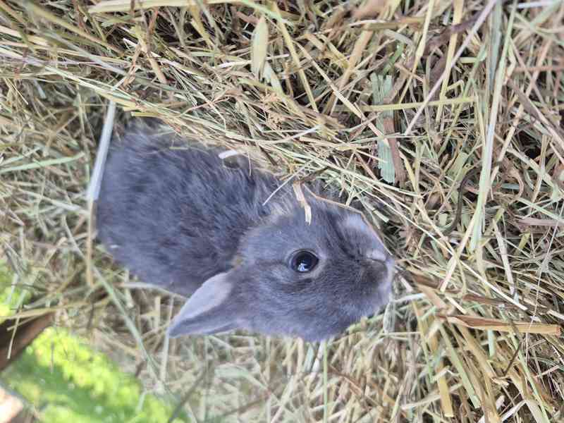 Bilopesikatý modrý králík  - foto 3