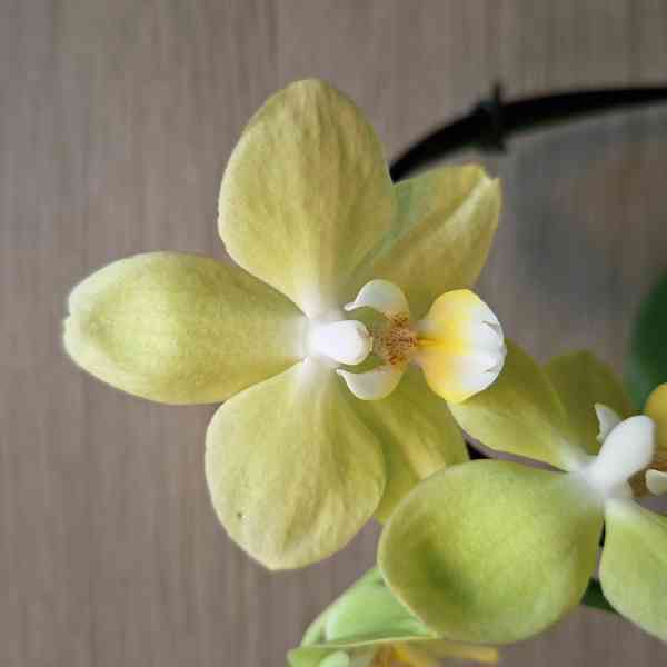 Phalaenopsis Mini světle zelená - foto 3
