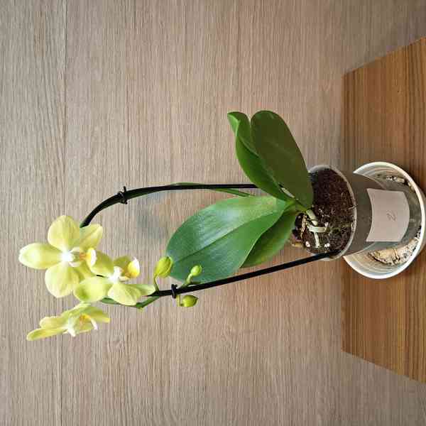 Phalaenopsis Mini světle zelená - foto 2