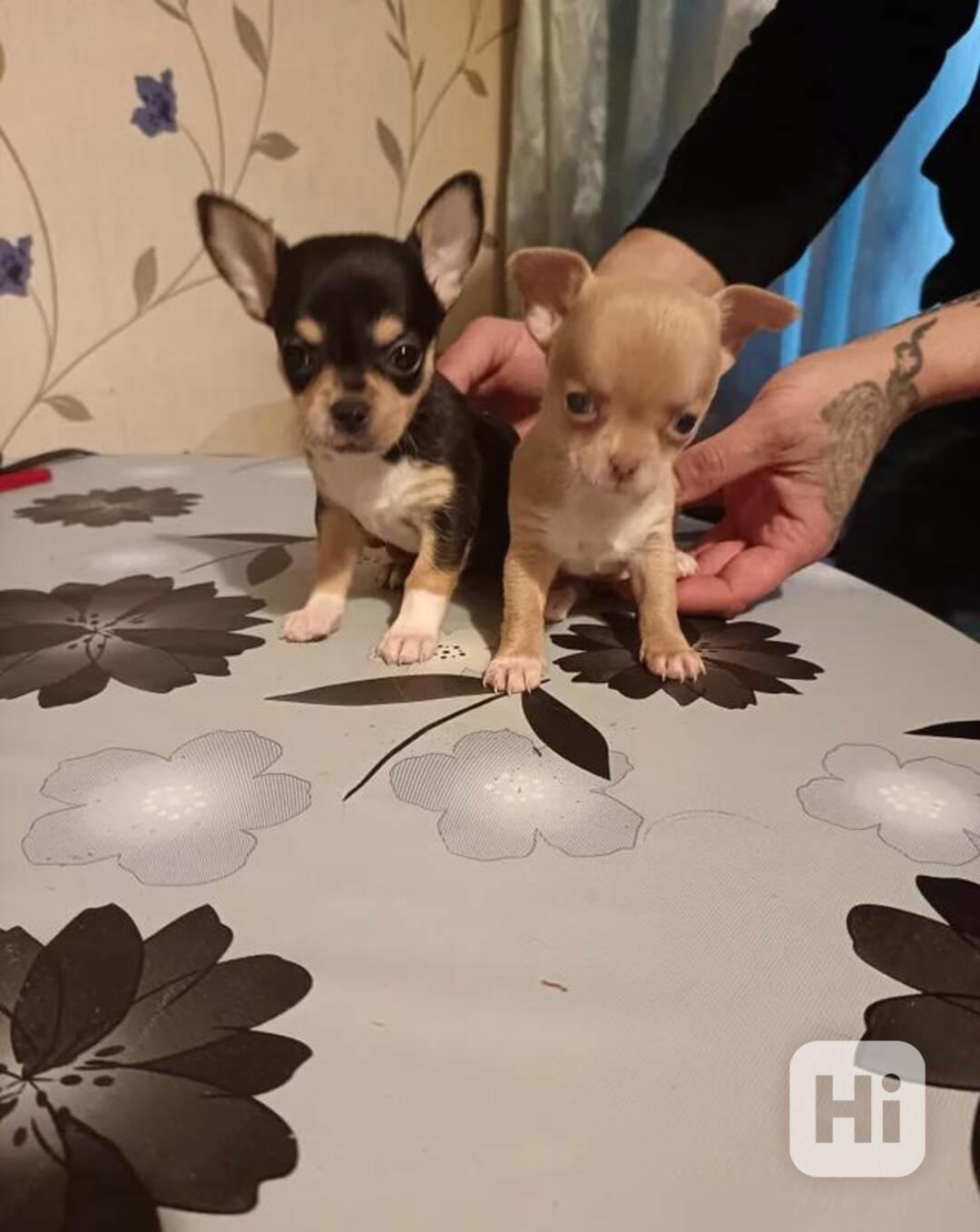 Krásná mini štěňata čivav - foto 1