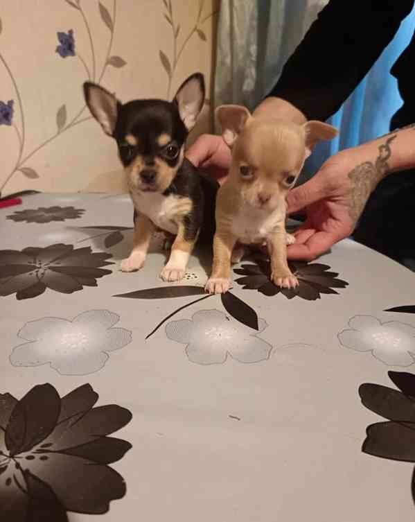 Krásná mini štěňata čivav - foto 1