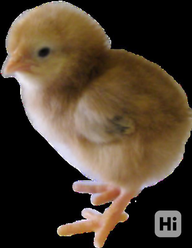 Kuřata Kalimero s dopravou zdarma - foto 1