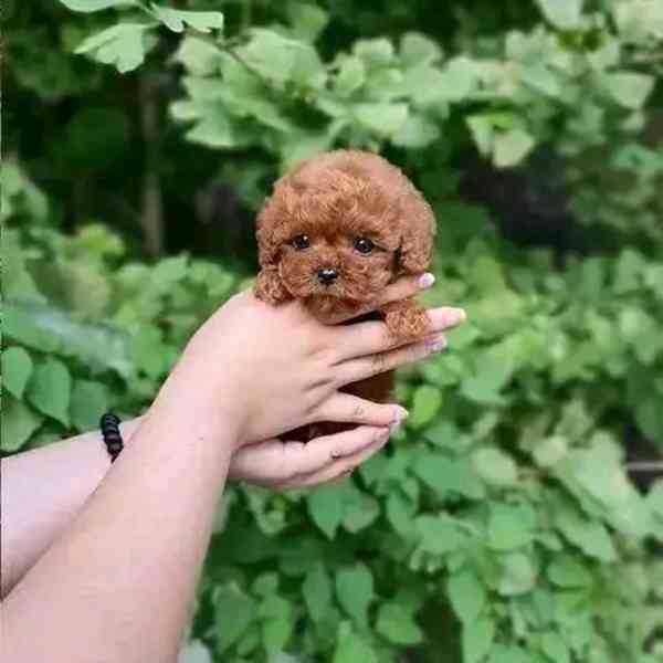 Adorable Poodle Puppy Available for Adoption 🐾   - foto 2