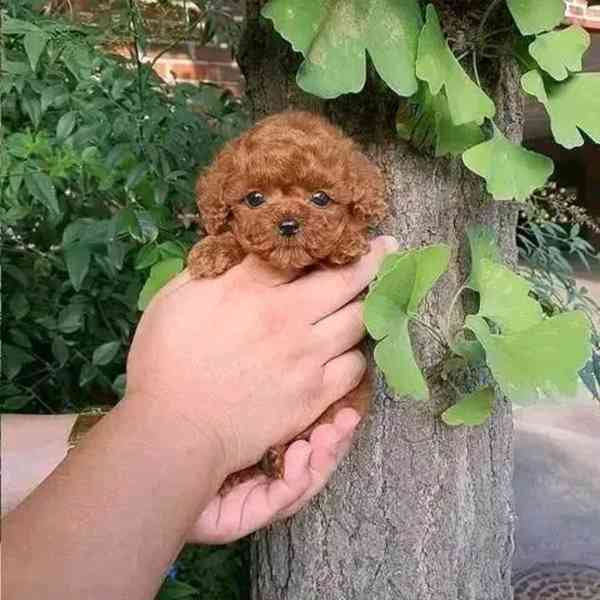 Adorable Poodle Puppy Available for Adoption 🐾  