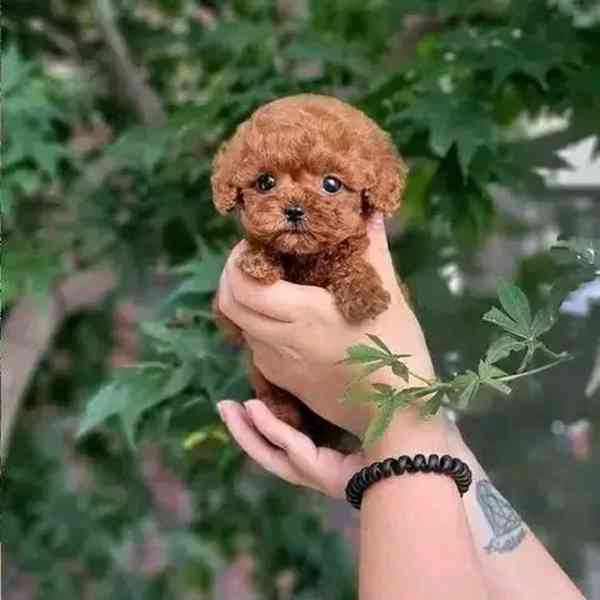 Adorable Poodle Puppy Available for Adoption 🐾   - foto 4