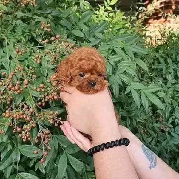 Adorable Poodle Puppy Available for Adoption 🐾   - foto 3