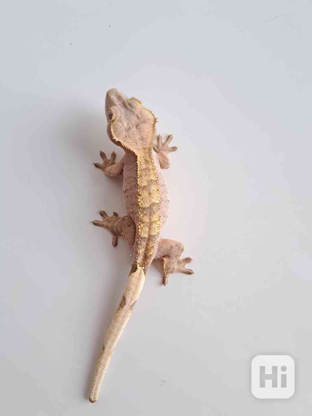 pagekon řasnatý - foto 1