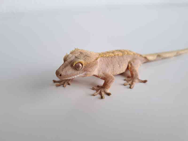 pagekon řasnatý - foto 2