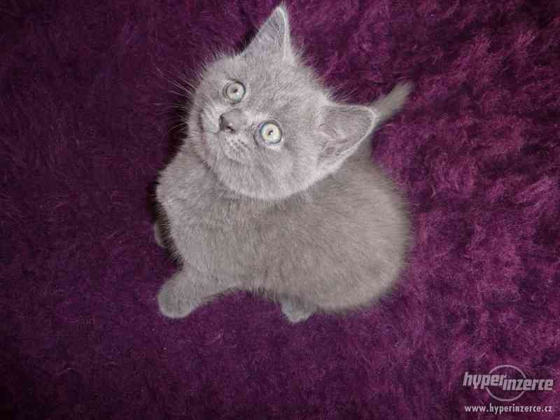 Prodám Britské Modré koťátko čistokrevný bez pp - foto 1