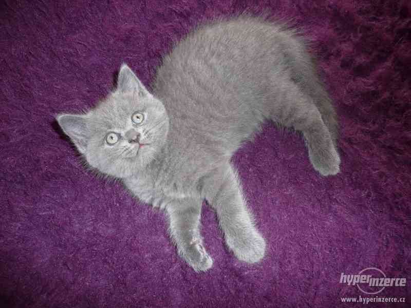 Prodám Britské Modré koťátko čistokrevný bez pp - foto 3