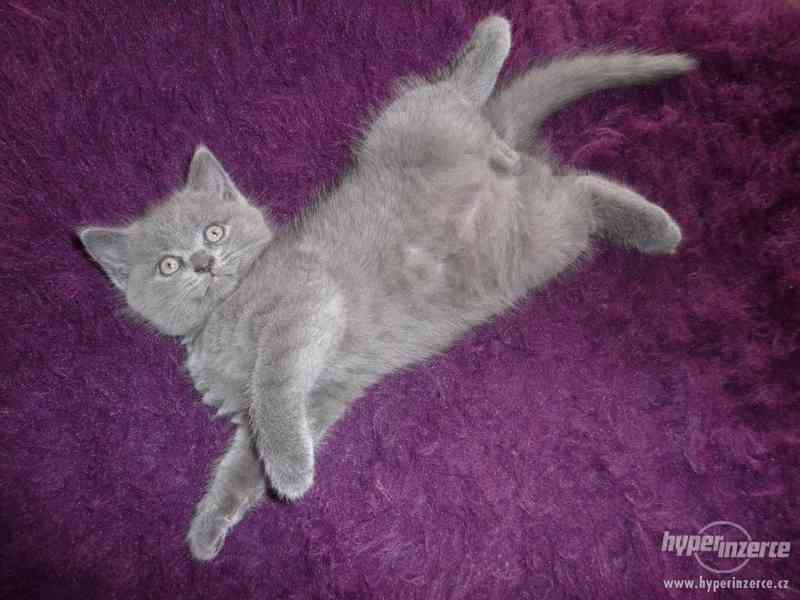 Prodám Britské Modré koťátko čistokrevný bez pp - foto 4