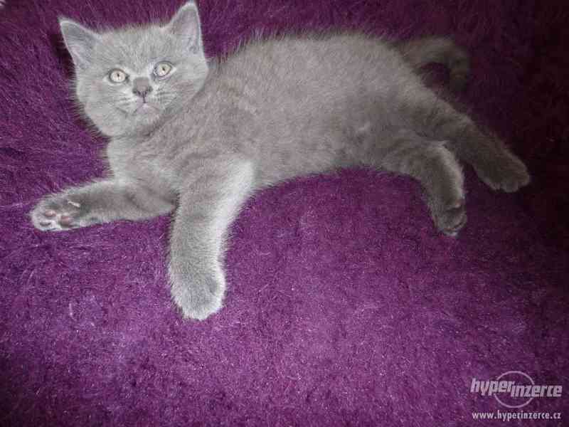 Prodám Britské Modré koťátko čistokrevný bez pp - foto 5