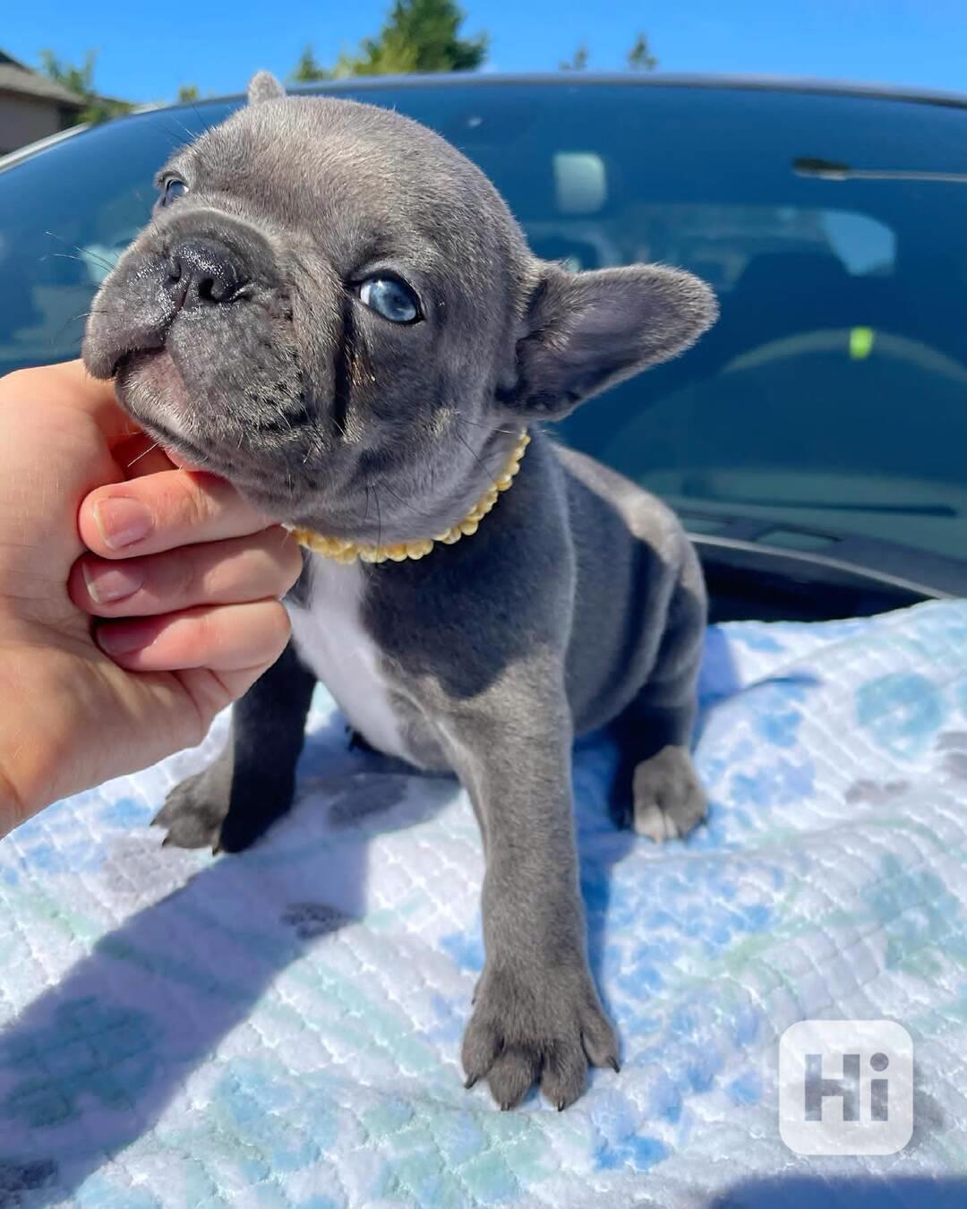 Mini malá štěňátka Francouzský buldoček - foto 1