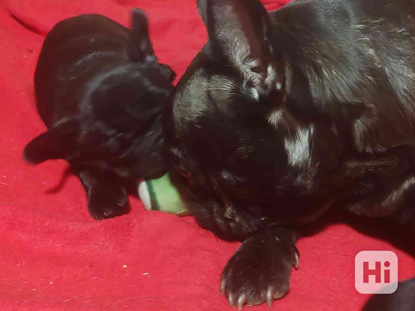 Francouzský buldoček štěňata s PP - foto 1