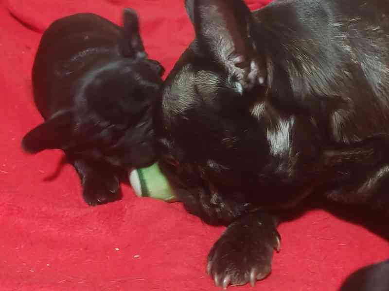 Francouzský buldoček štěňata s PP