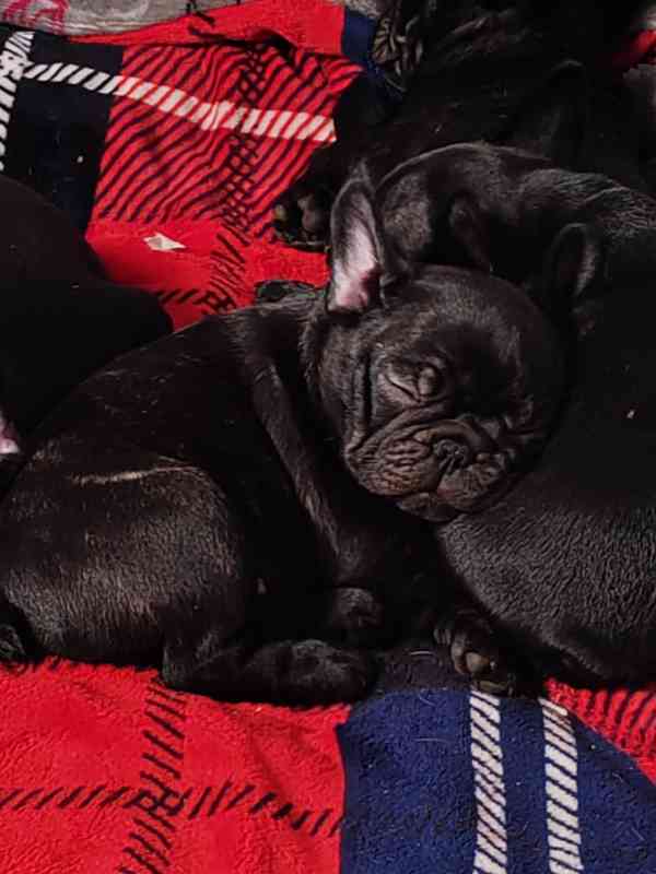 Francouzský buldoček štěňata s PP - foto 2