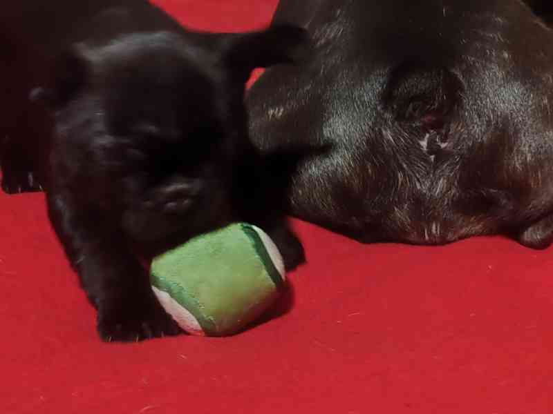 Francouzský buldoček štěňata s PP - foto 3