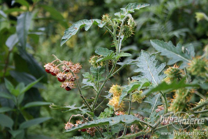 Litchi tomato - liči rajčátka - foto 5