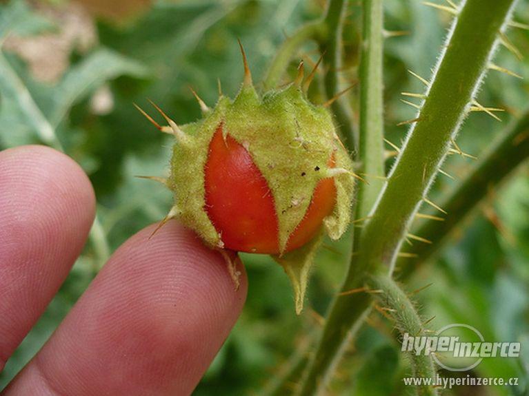 Litchi tomato - liči rajčátka - foto 7