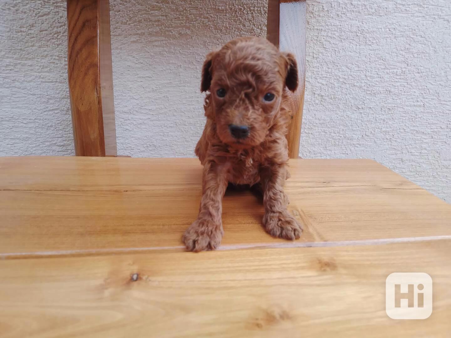 Pudel-Pudlík psík - foto 1