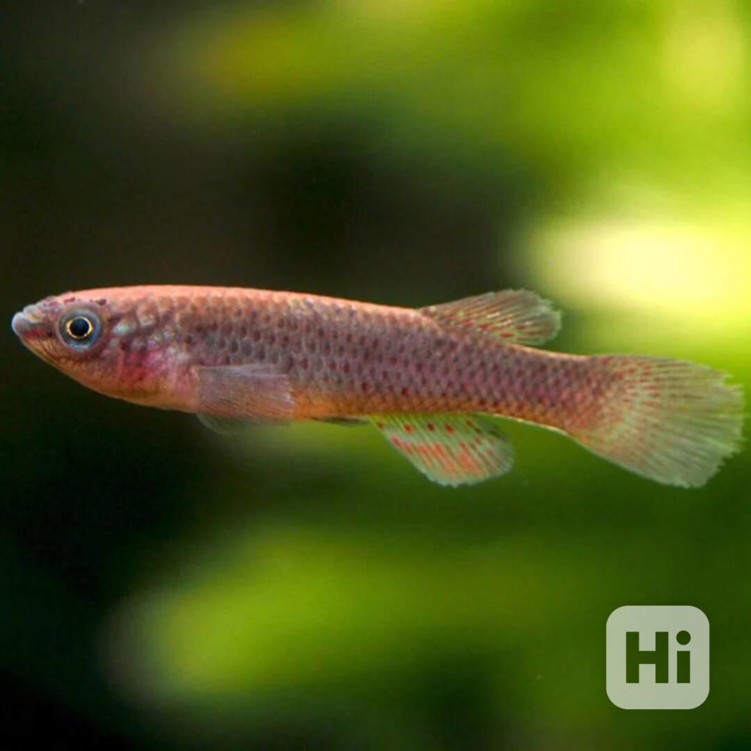 Prvotřídní sladkovodní akvarijní ryby k prodeji - foto 1