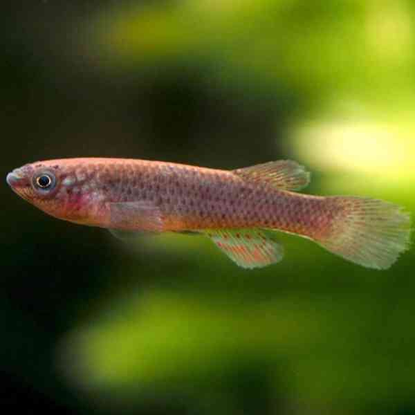 Prvotřídní sladkovodní akvarijní ryby k prodeji