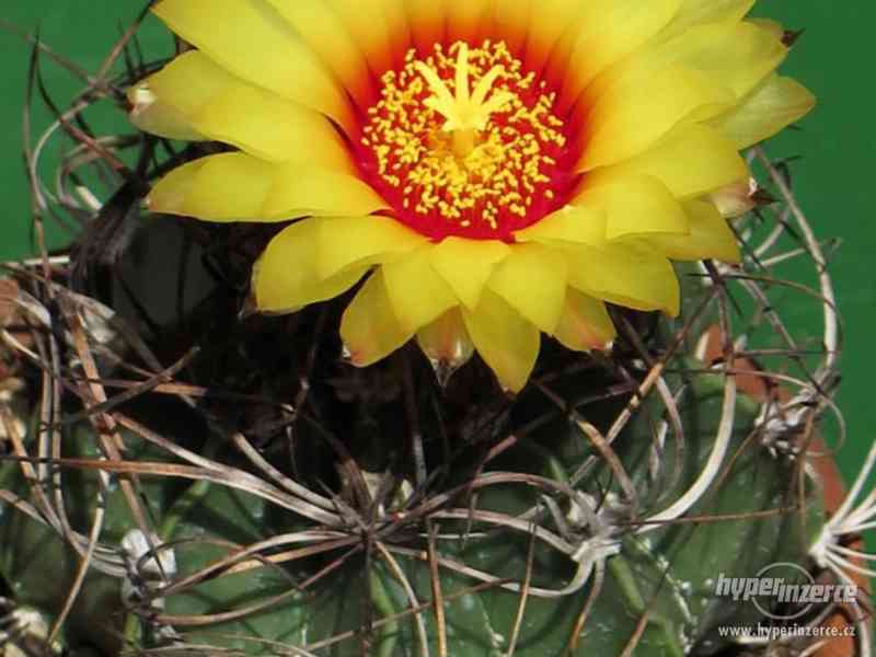 Kaktus Astrophytum capricorne  - semena - foto 1