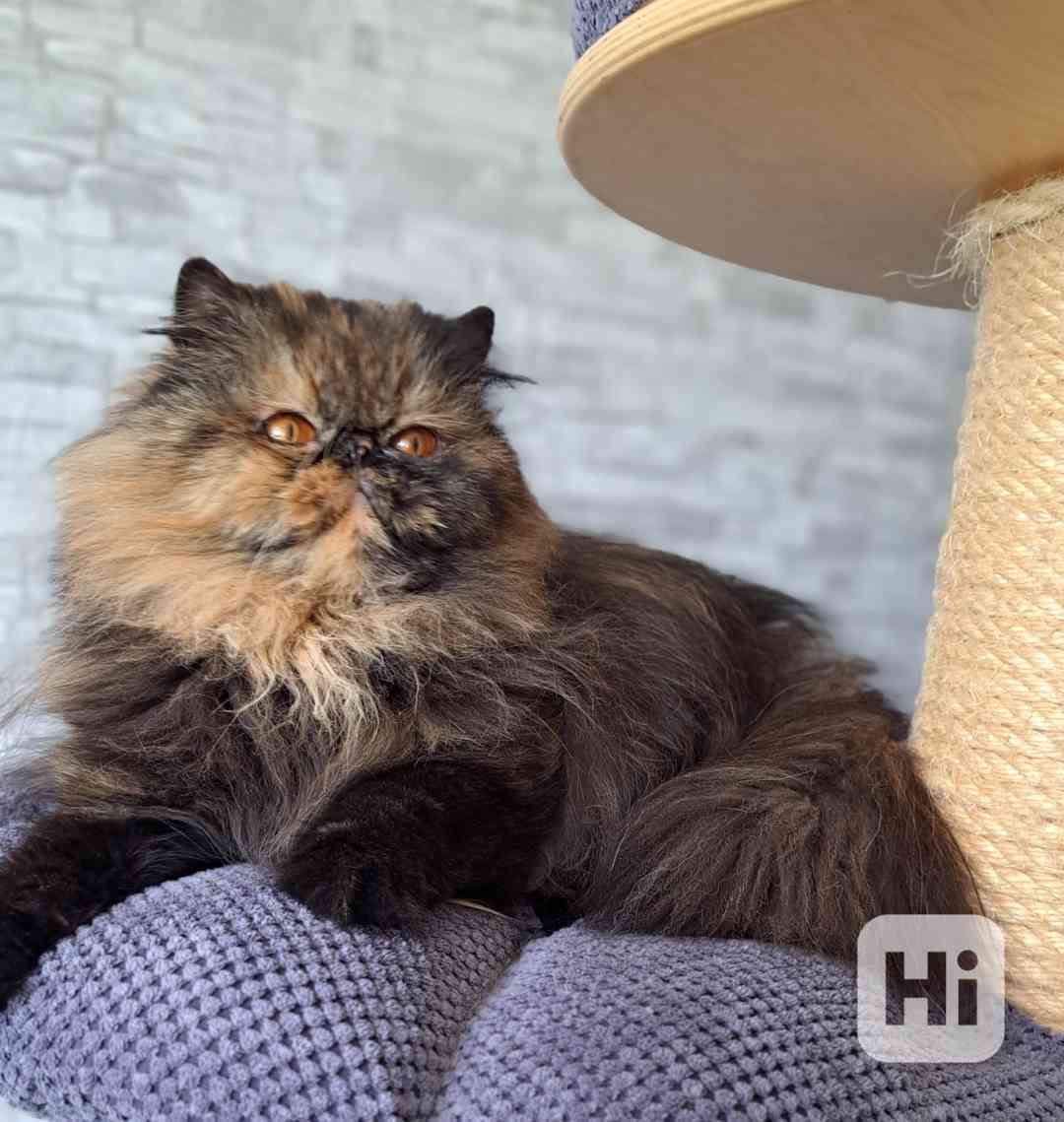 Perská kočička s Pp  - foto 1