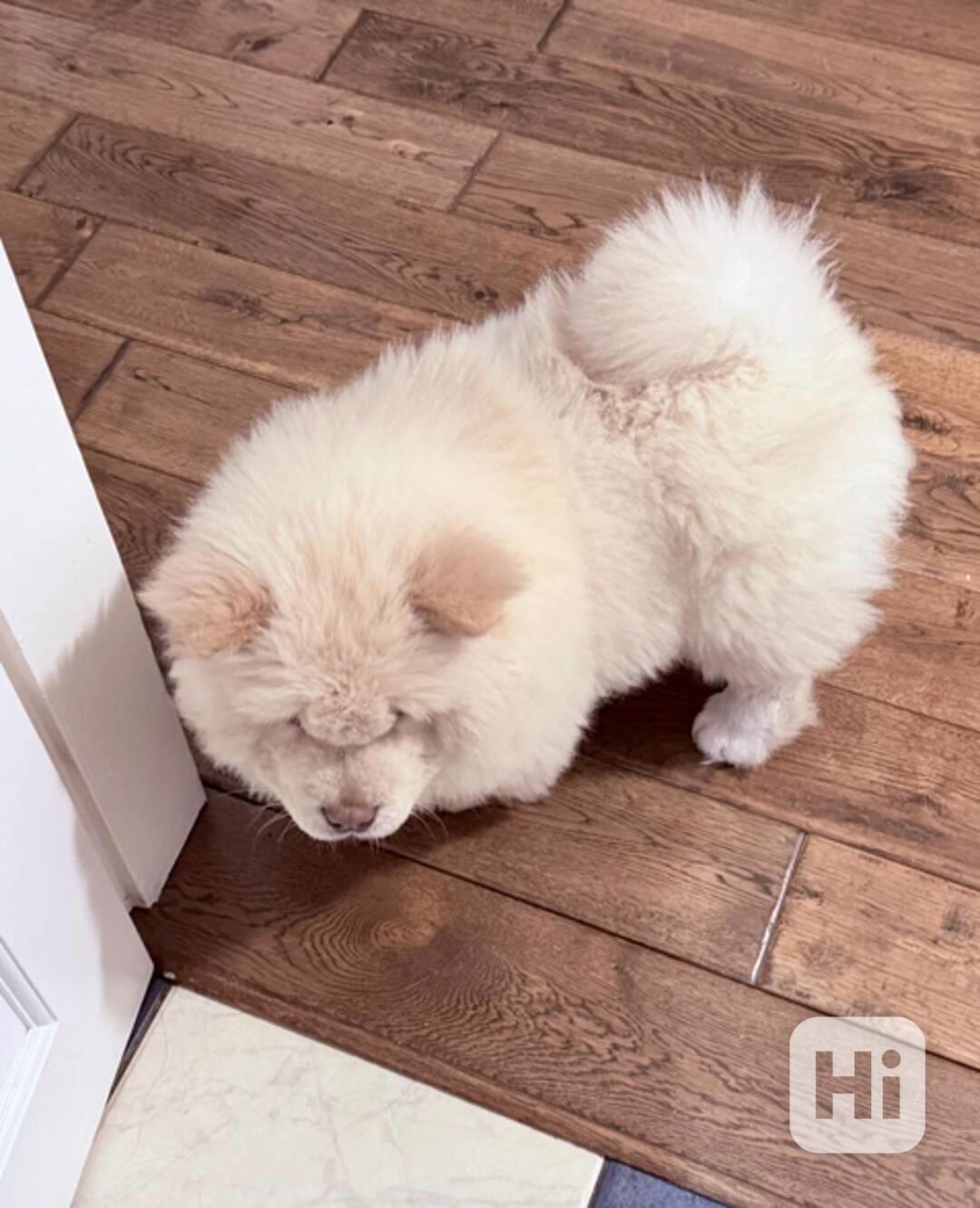 Štěňata krémového čau-čaua - foto 1