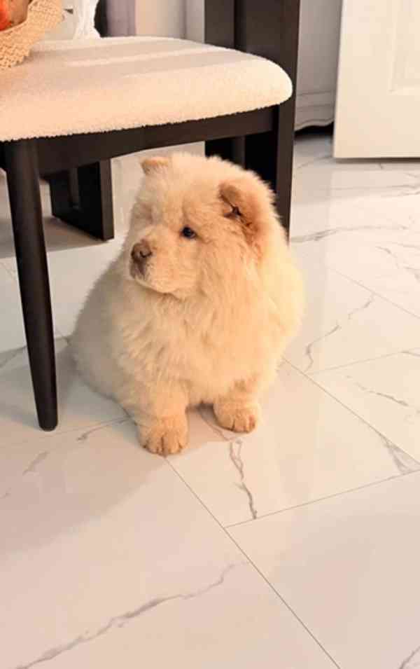 Štěňata krémového čau-čaua - foto 2