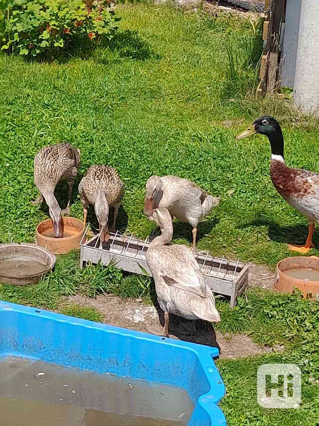 Indický běžec - foto 1