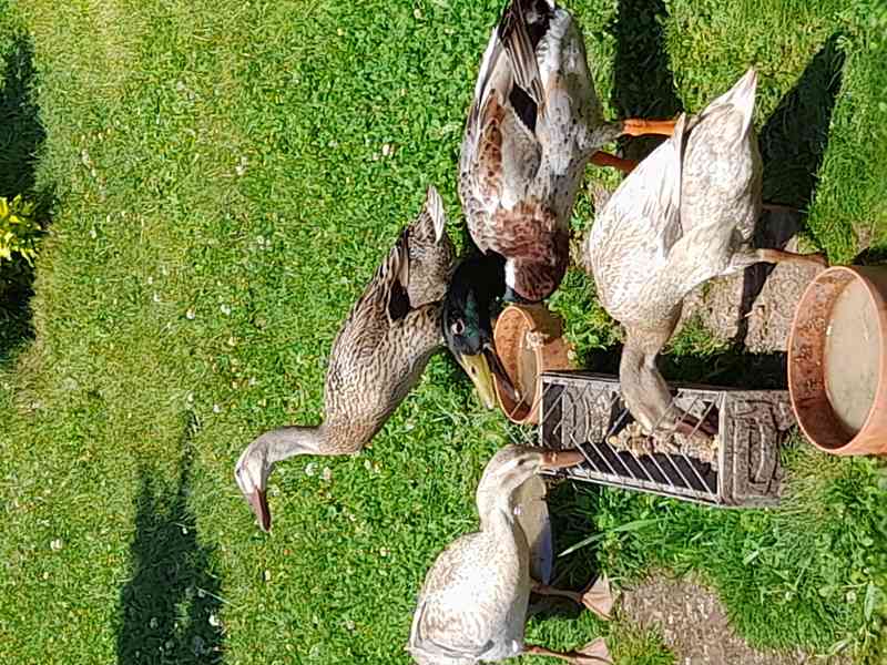 Indický běžec - foto 3
