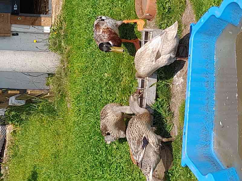 Indický běžec - foto 2