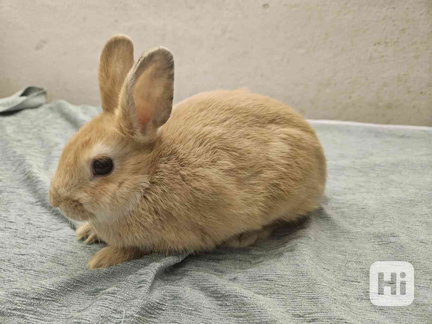 Zakrslý králíček  - foto 1