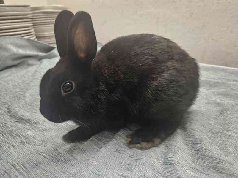 Zakrslý králíček  - foto 5