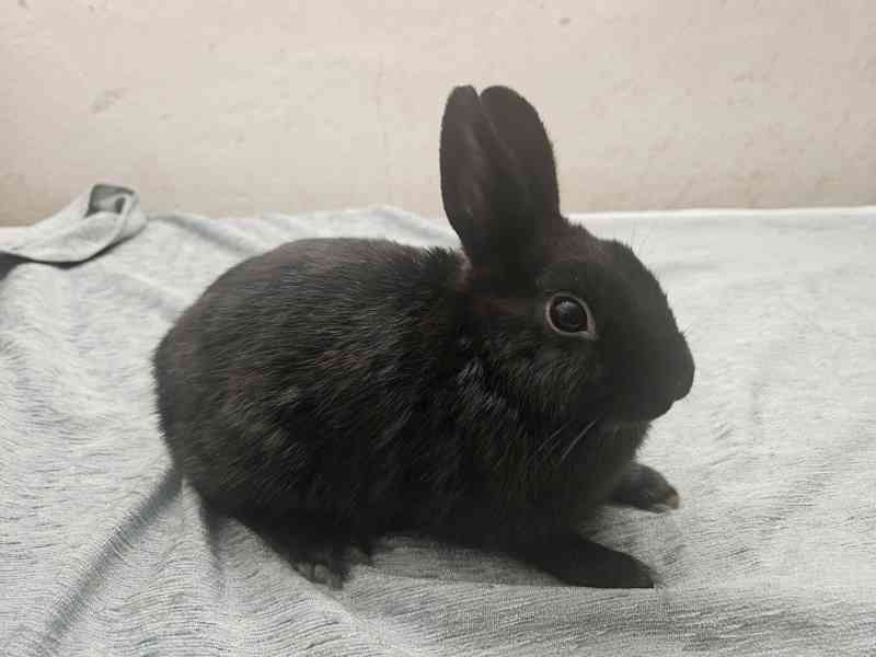 Zakrslý králíček  - foto 4