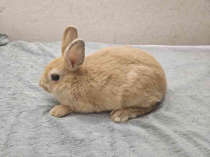 Zakrslý králíček  - foto 3