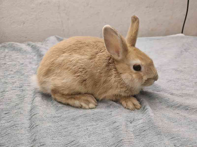 Zakrslý králíček  - foto 2