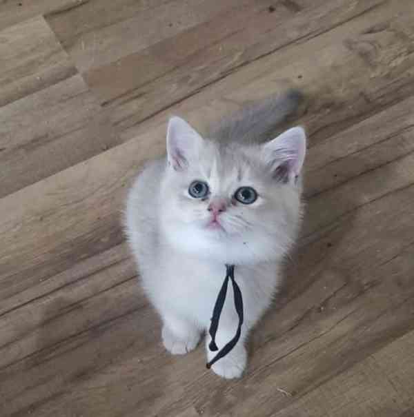 Úžasná britská krátkosrstá koťátka k adopci zdarma   - foto 2