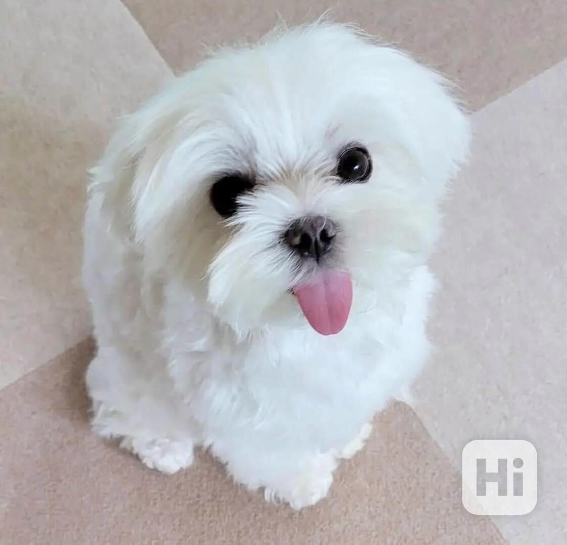 štěňata maltézského ovčáka k adopci - foto 1