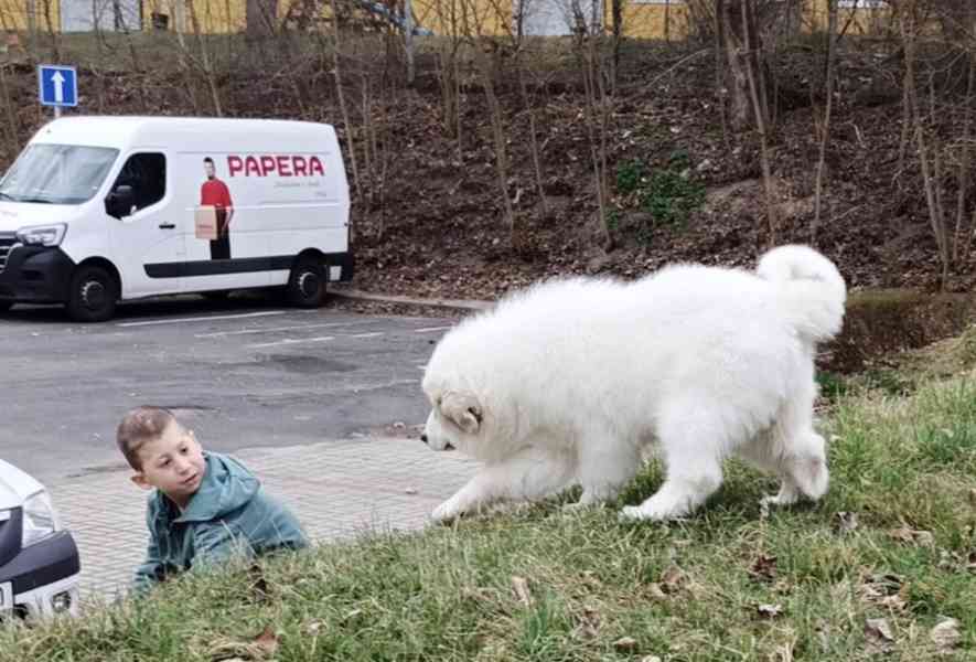 pyrenejský horský pes štěňátka - foto 1