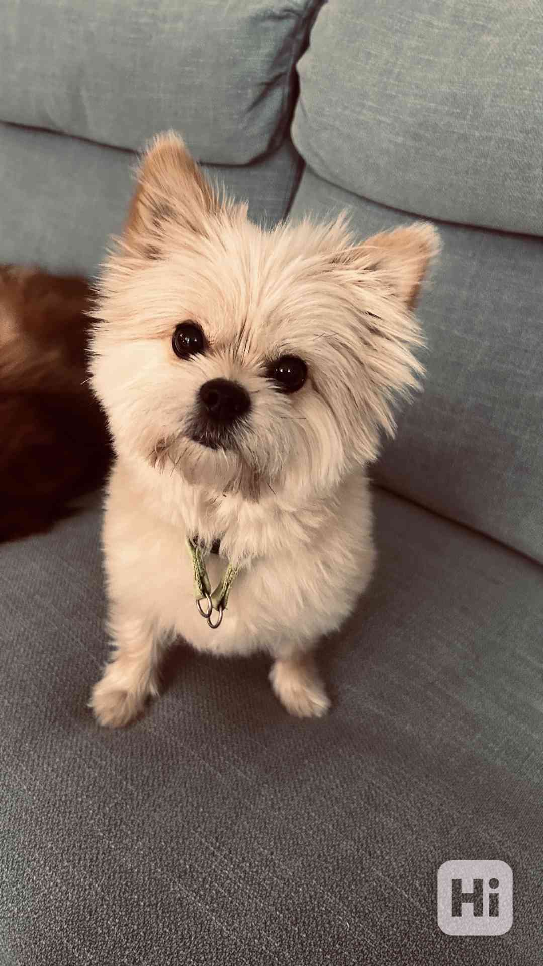 Pejsek ke kryti - foto 1