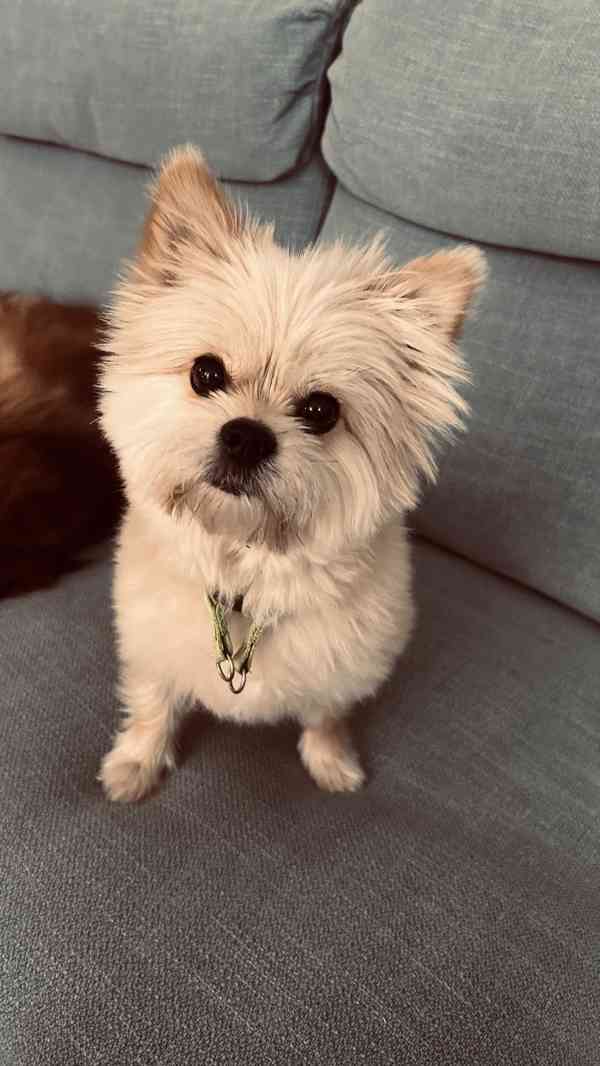 Pejsek ke kryti - foto 1